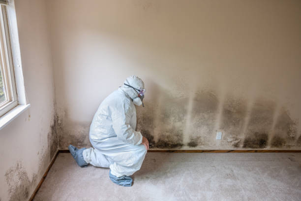 Biohazard Mold Removal in Mountain Top, PA